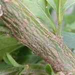 Solanum pseudocapsicum Kaarna