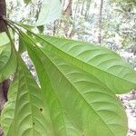 Buchenavia guianensis Leaf