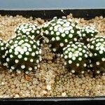 Mammillaria luethyi Otro
