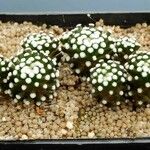 Mammillaria luethyi Other