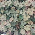 Oxalis corniculata 葉