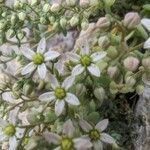 Sedum dasyphyllum Цветок