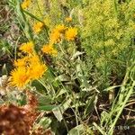 Inula oculus-christi Fleur