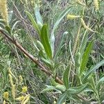 Salix exigua Blatt