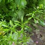 Galium aparine Leaf