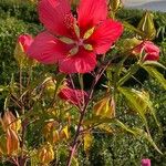 Hibiscus coccineus Blüte