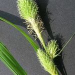 Carex squarrosa Fruit