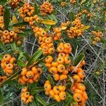 Pyracantha angustifolia Fruit