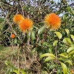 Stifftia chrysantha Fleur