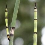 Equisetum x moorei