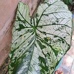 Caladium bicolorبرگ