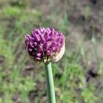 Allium aflatunense Kvet