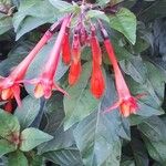 Fuchsia triphylla Virág