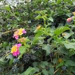 Lantana aculeata Fruchs