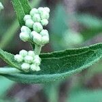 Eupatorium serotinum 花