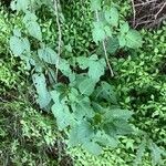 Solanum nigricans Leaf