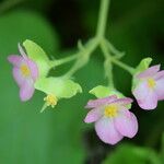 Begonia picta Агульны выгляд