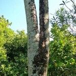 Oroxylum indicum Bark