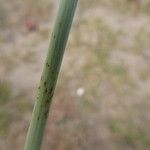 Cyperus capitatus Escorça