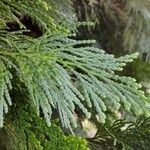 Calocedrus decurrens Leht