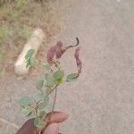 Bauhinia rufescens ഫലം