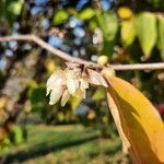 Chimonanthus praecox Floare