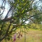 Chilopsis linearis Blüte