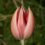 Tulipa montisandrei Blomst