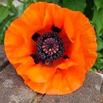 Papaver orientale Цветок