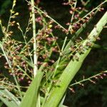 Urochloa fusca Fruit