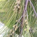 Casuarina cunninghamiana Hoja