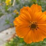 Cosmos sulphureus Flower