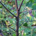 Ulmus davidiana Bark