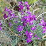 Matthiola incana Habitat