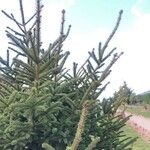 Picea jezoensis