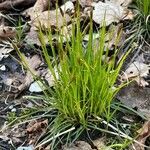Carex pensylvanica Floare
