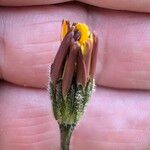 Leontodon tuberosus Flor