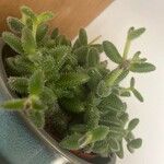 Delosperma echinatum List