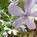 Phlox divaricata Fleur