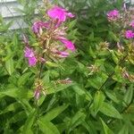 Phlox carolina Flower