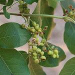 Searsia longipes Fruit