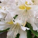 Rhododendron maximum Arall