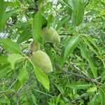 Prunus dulcis Fruit