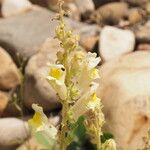 Antirrhinum siculum Flor