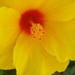 Hibiscus ovalifolius Floro