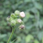 Sida linifolia Flower