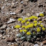 Eriogonum caespitosum Hábitos