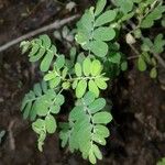 Phyllanthus amarus Blatt