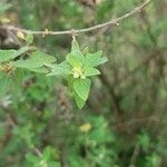 Lippia origanoides Lehti