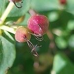 Hypericum bupleuroides Ffrwyth